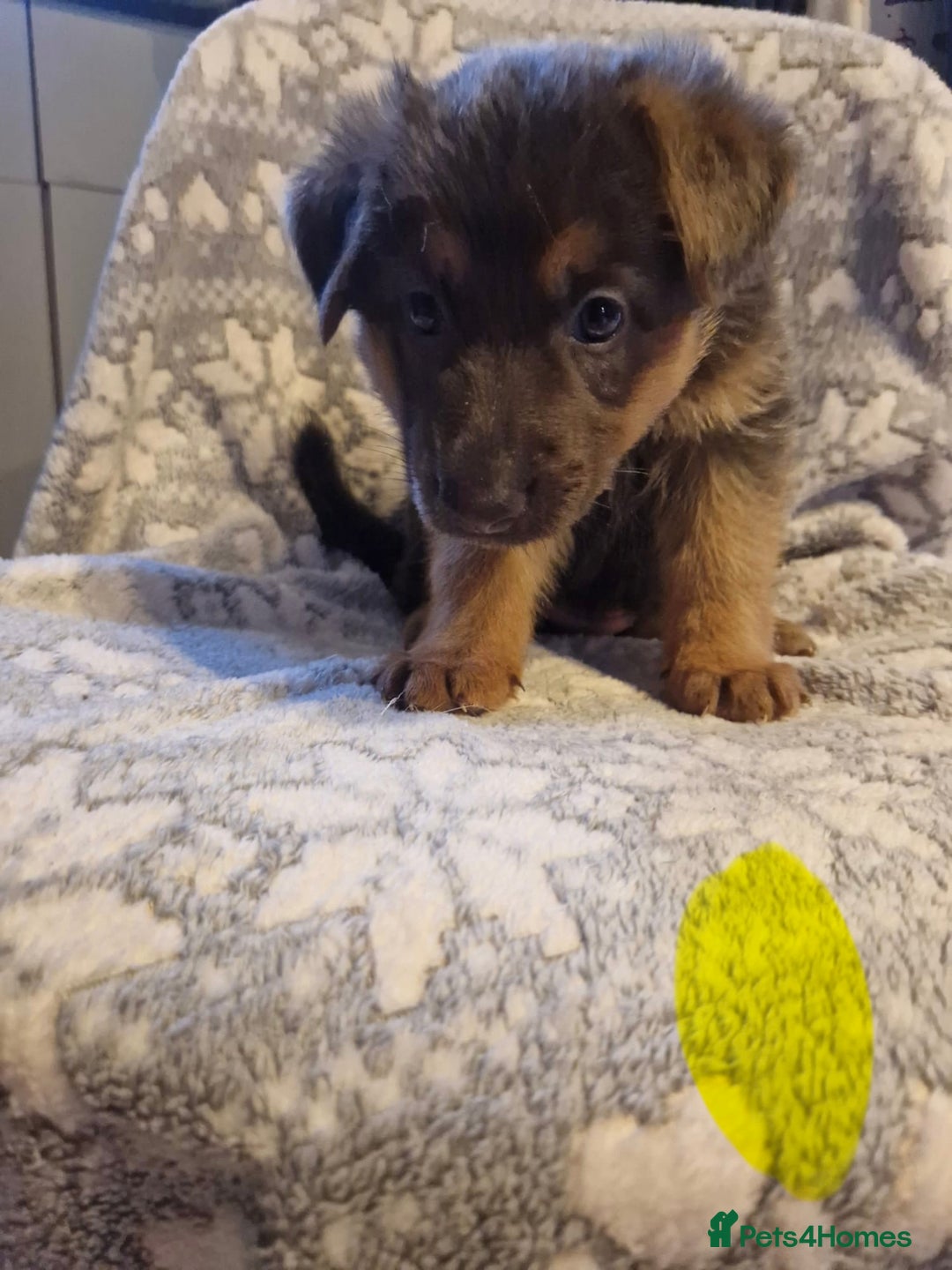 German Shepherd dogs for sale: 5 weeks German shepherd puppies  - Advert 2