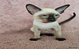 Siamese cats for sale: Adorable Siamese kittens ready to leave - Image 5