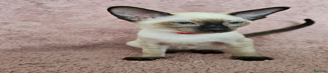 Seal point girl