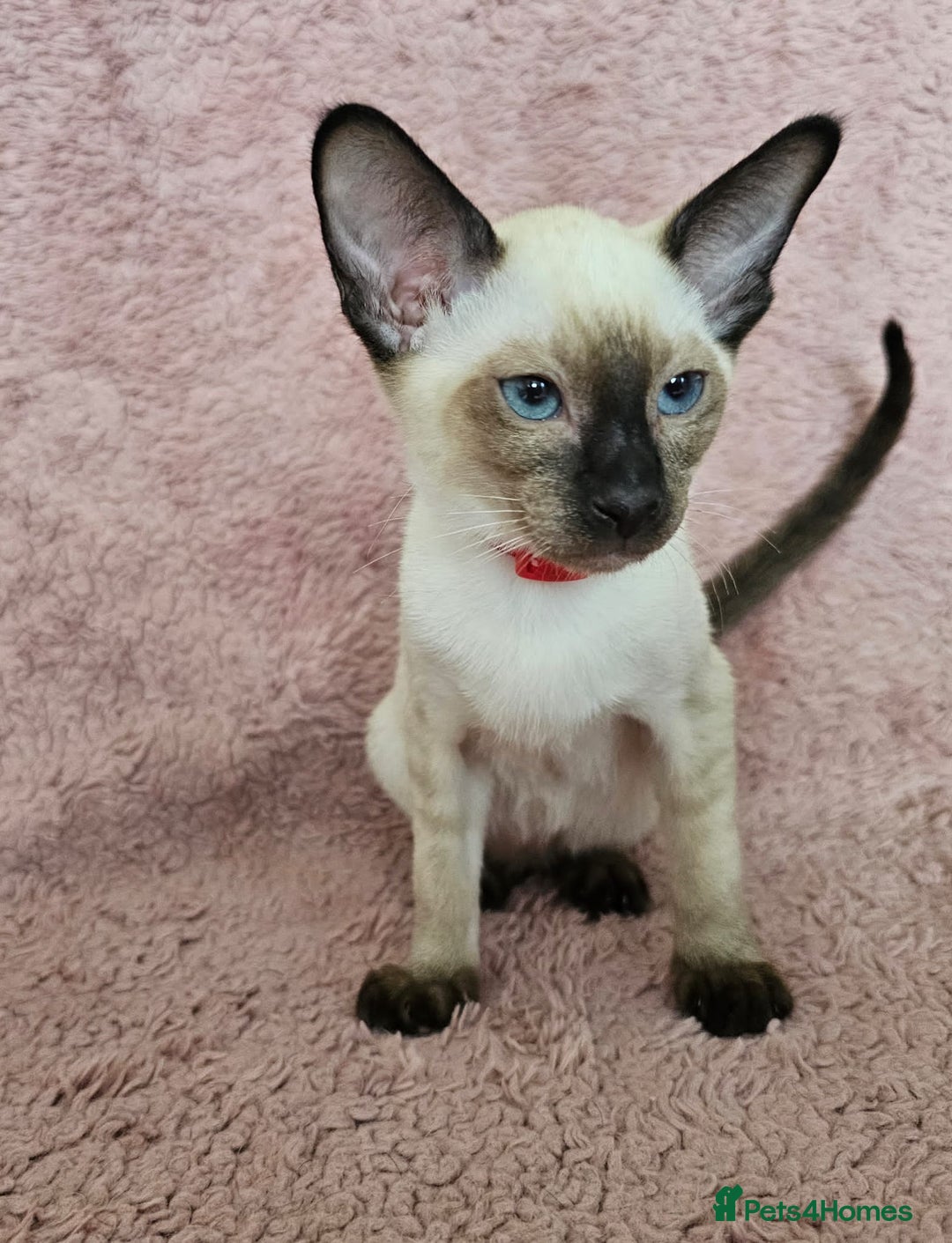 Siamese cats for sale: Adorable Siamese kittens ready to leave - Image 5