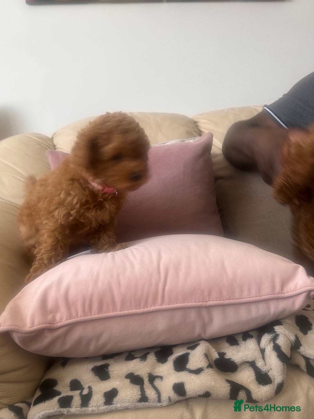Toy Poodle dogs for sale: Toy poodles - Image 2