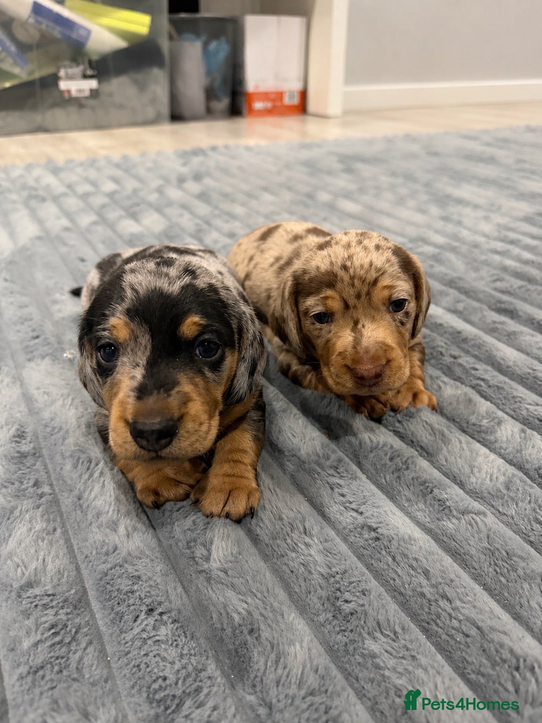 Dachshund dogs Long and smooth haired miniature Dachshund Puppies - Advert 6