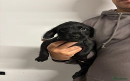 Mixed Breed dogs for sale: Cockapoo-look Puppies  - Image 9
