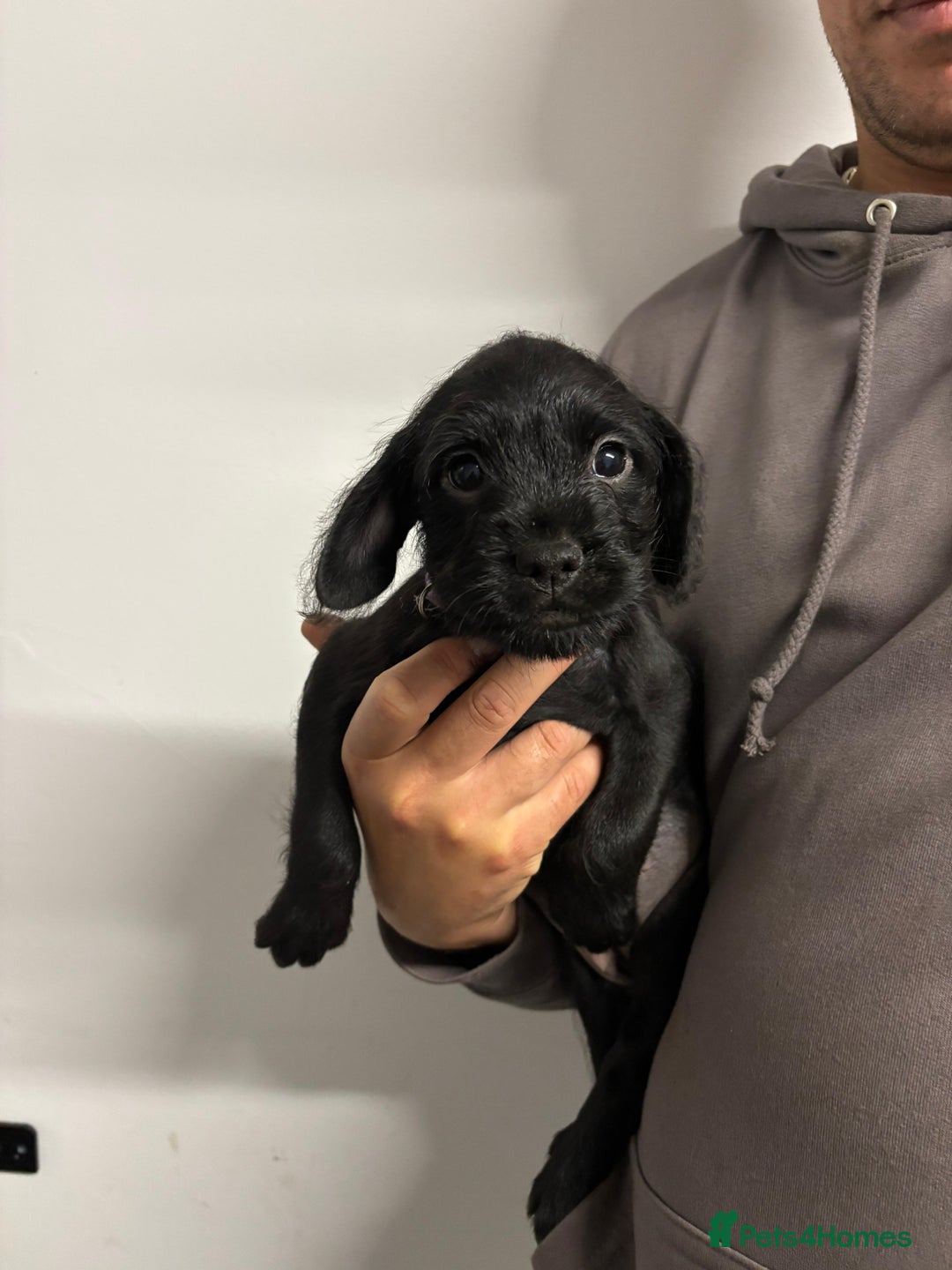 Mixed Breed dogs for sale: Cockapoo-look Puppies  - Image 9