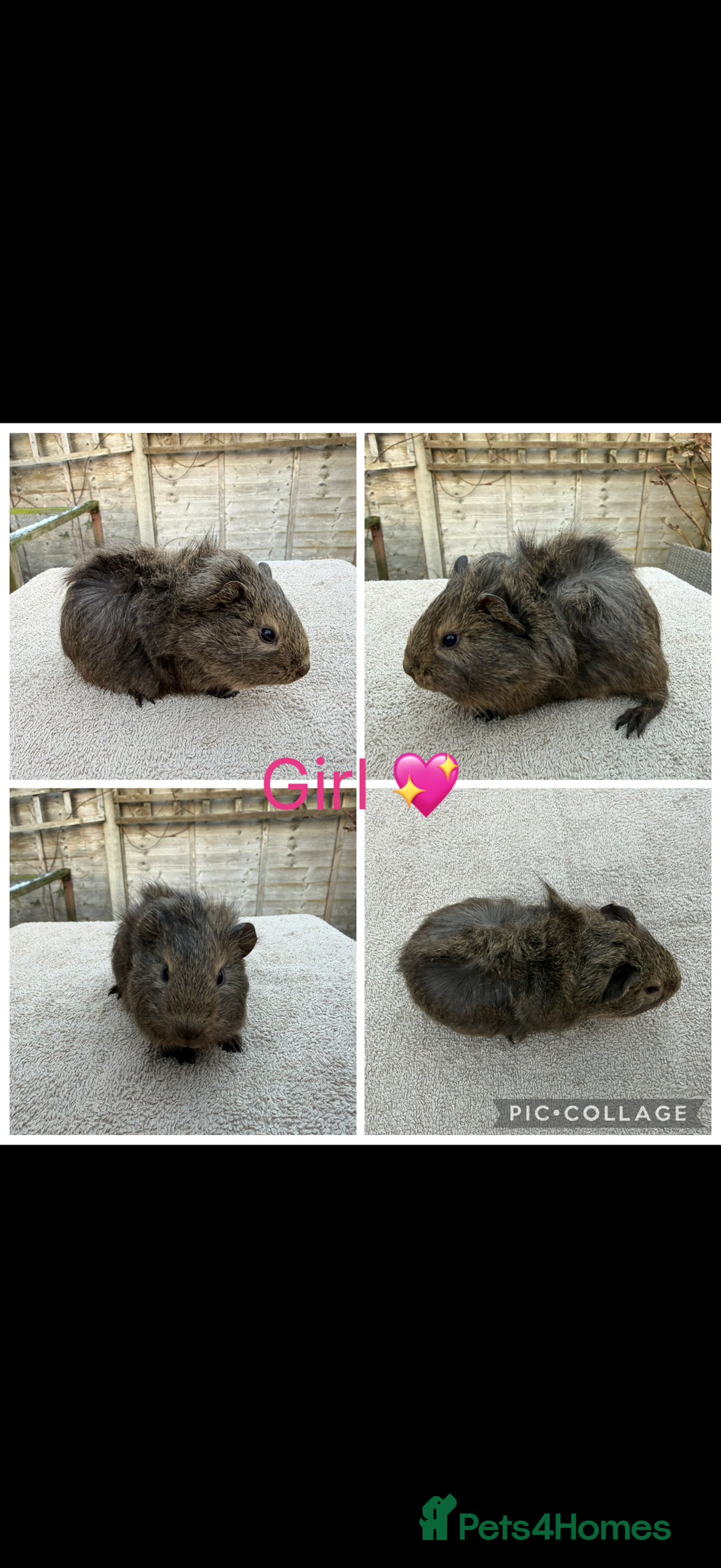 Guinea Pig rodents for sale: Male & Female Guinea pigs 👀 for new laps 🥰 - Advert 24