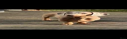 Dachshund dogs for sale: Miniature dachshunds - Advert 7