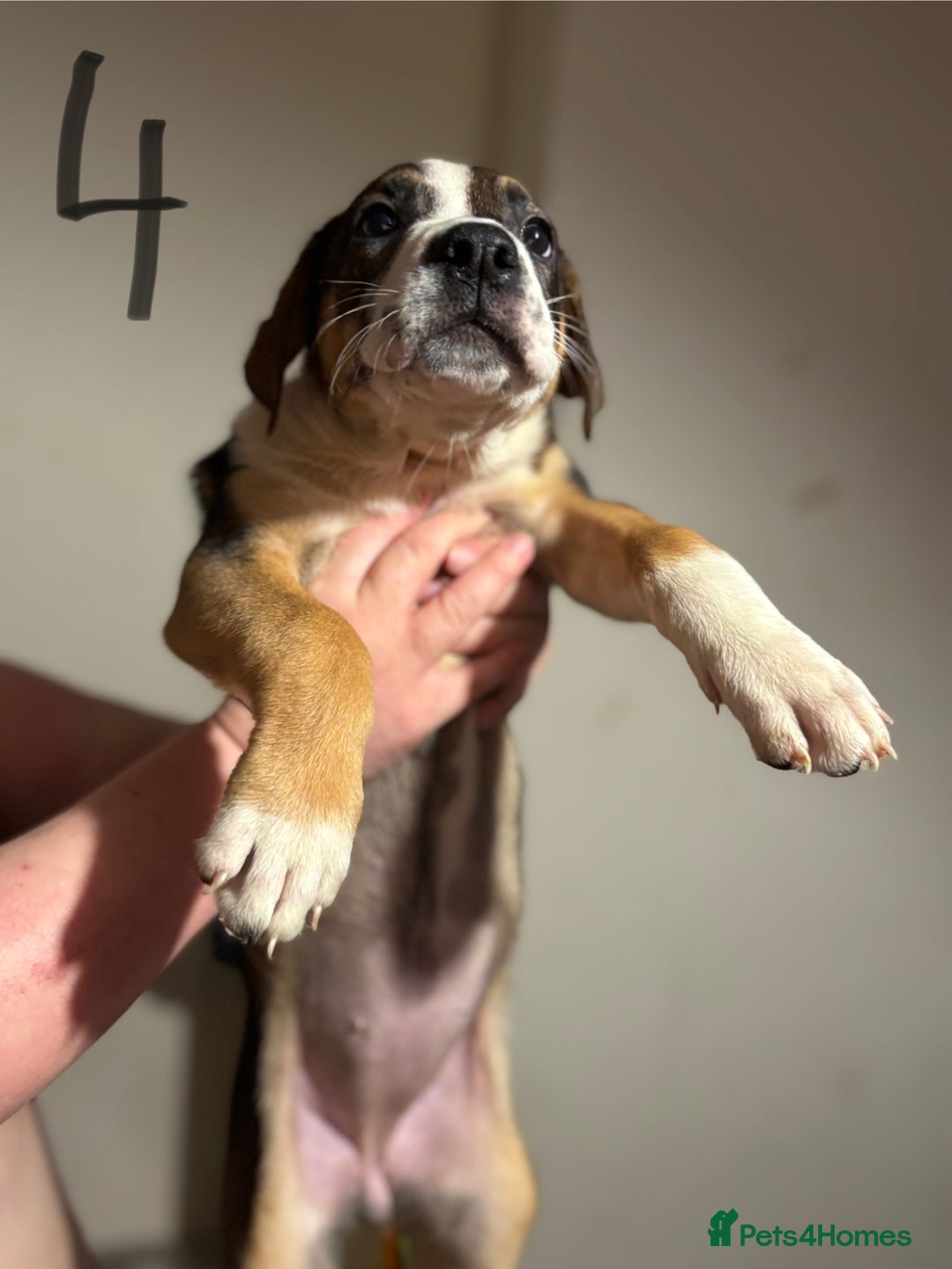 Mixed Breed dogs for sale: 8 week old German shepherd/ Labrador cross pups   - Image 8