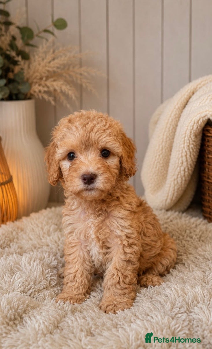 Labradoodle dogs READY NOW 1 Girl Remaining Labradoodles  - Advert 2