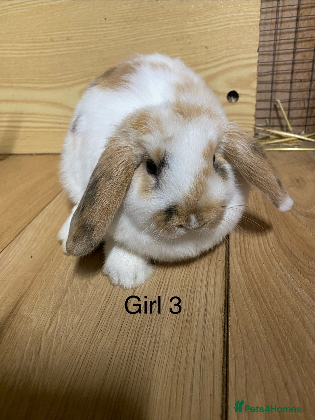 Mini Lop rabbits for sale: Beautiful litter lop bunnies  - Advert 4