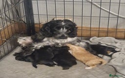 Cockapoo dogs for sale: Cockapoo  - Image 1