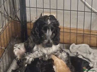 Cockapoo dogs for sale - Advert 1