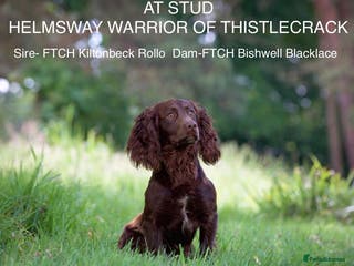 Cocker Spaniel dogs Superb working cocker stud at Thistlecrack Gundogs in New Milton - Advert 3