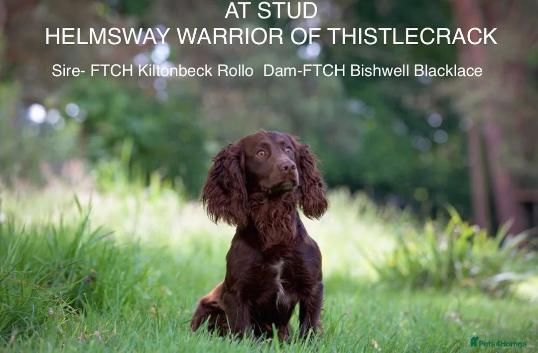 Cocker Spaniel dogs for stud: Superb working cocker stud at Thistlecrack Gundogs in New Milton - Advert 1