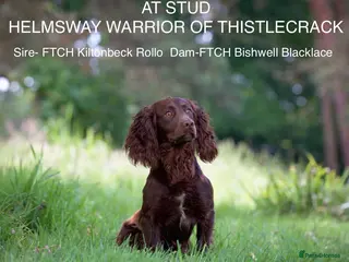 Cocker Spaniel dogs Superb working cocker stud at Thistlecrack Gundogs in New Milton - Advert 15