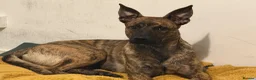 Mixed Breed dogs for sale: Beautiful one year old Malinois Cross  - Advert 6