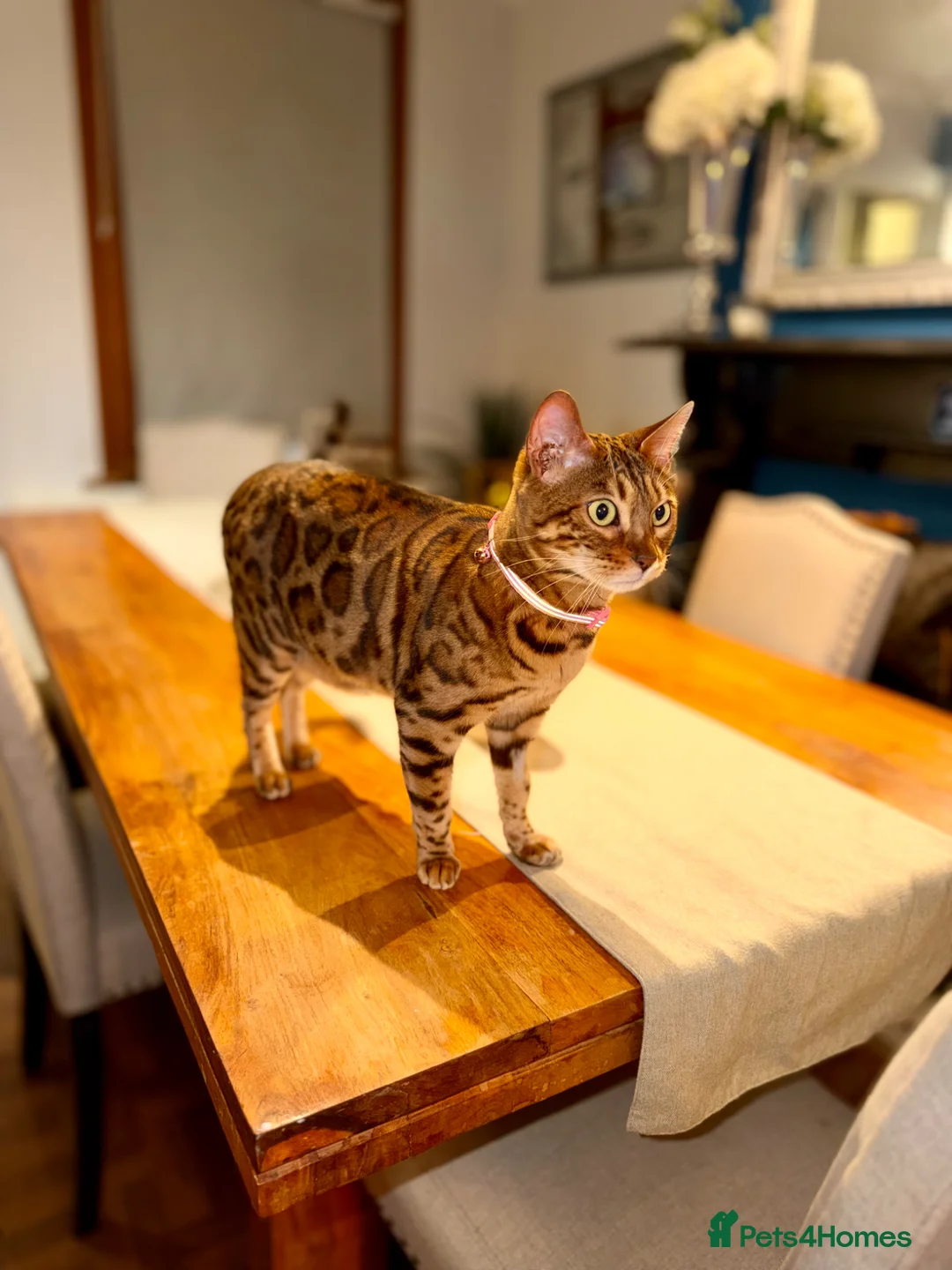 Bengal cats for sale: Champion Bengal in Colchester - Advert 2