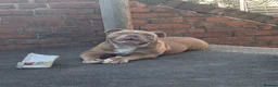 Mixed Breed dogs for sale: Beautiful lilac old-tym English bulldog girl - Advert 4