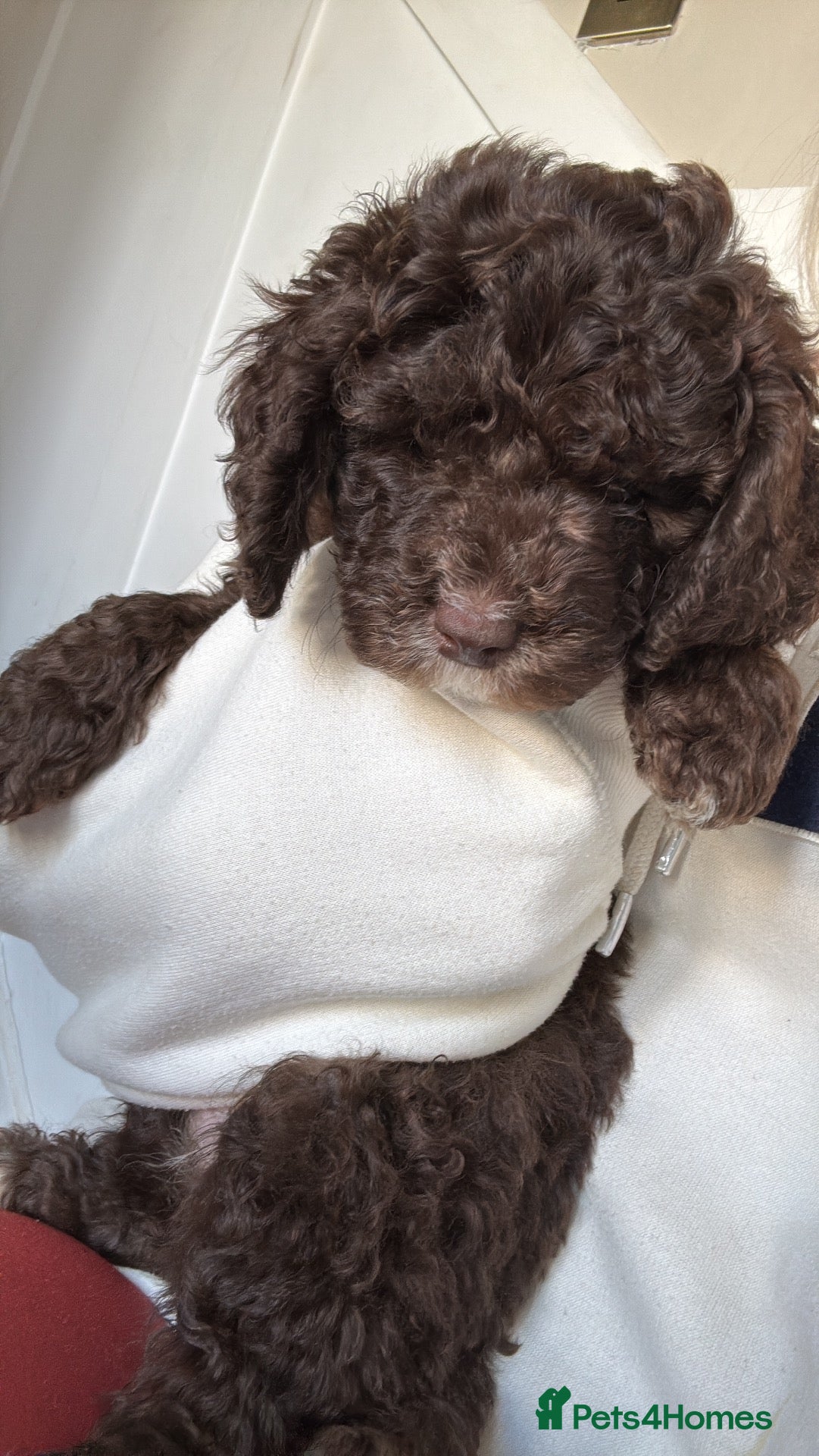 Cockapoo dogs Reduced! Fully health checked f2 Cockapoo puppy’s  - Advert 14