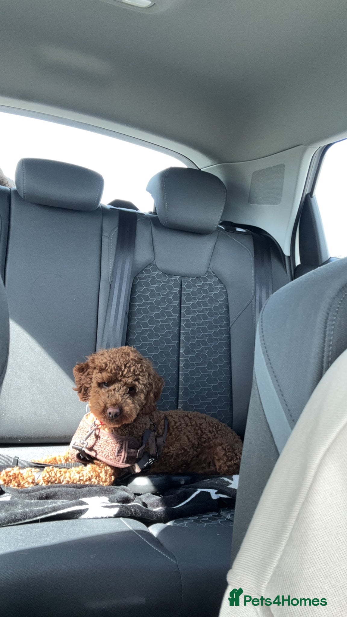 Cockapoo dogs Teddy the mini poodle  - Advert 1