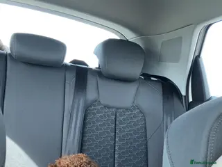 Cockapoo dogs Teddy the mini poodle - Advert 1