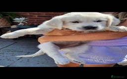 Golden Retriever dogs for sale: Adorable Golden Retriever Puppies - Image 15