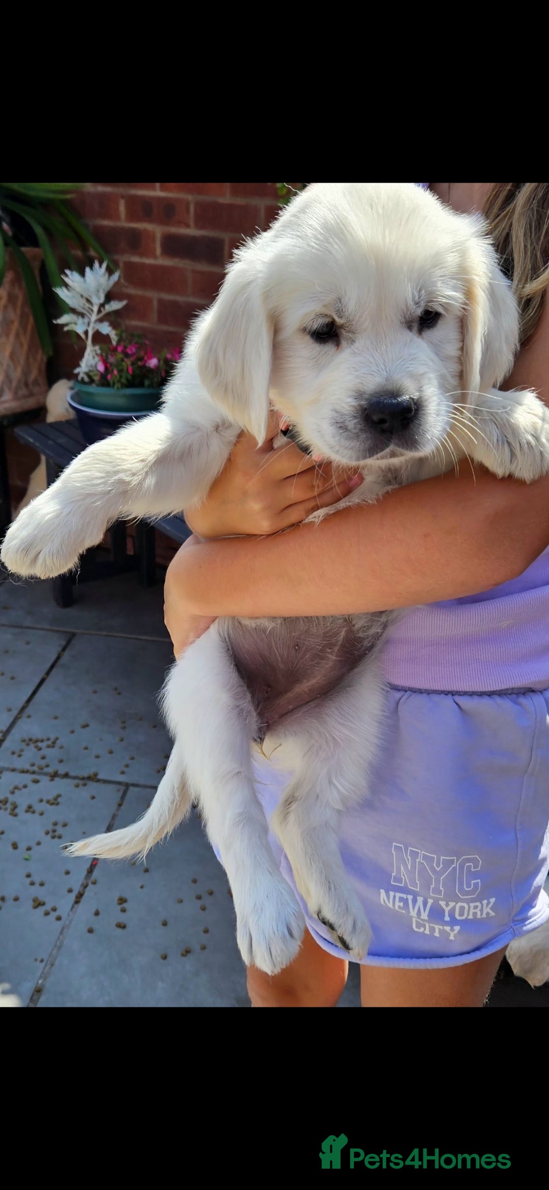 Golden Retriever dogs for sale: Adorable Golden Retriever Puppies - Image 15