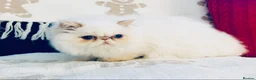 Persian cats for sale: Persian long and thick hair 5mo boy  - Advert 14