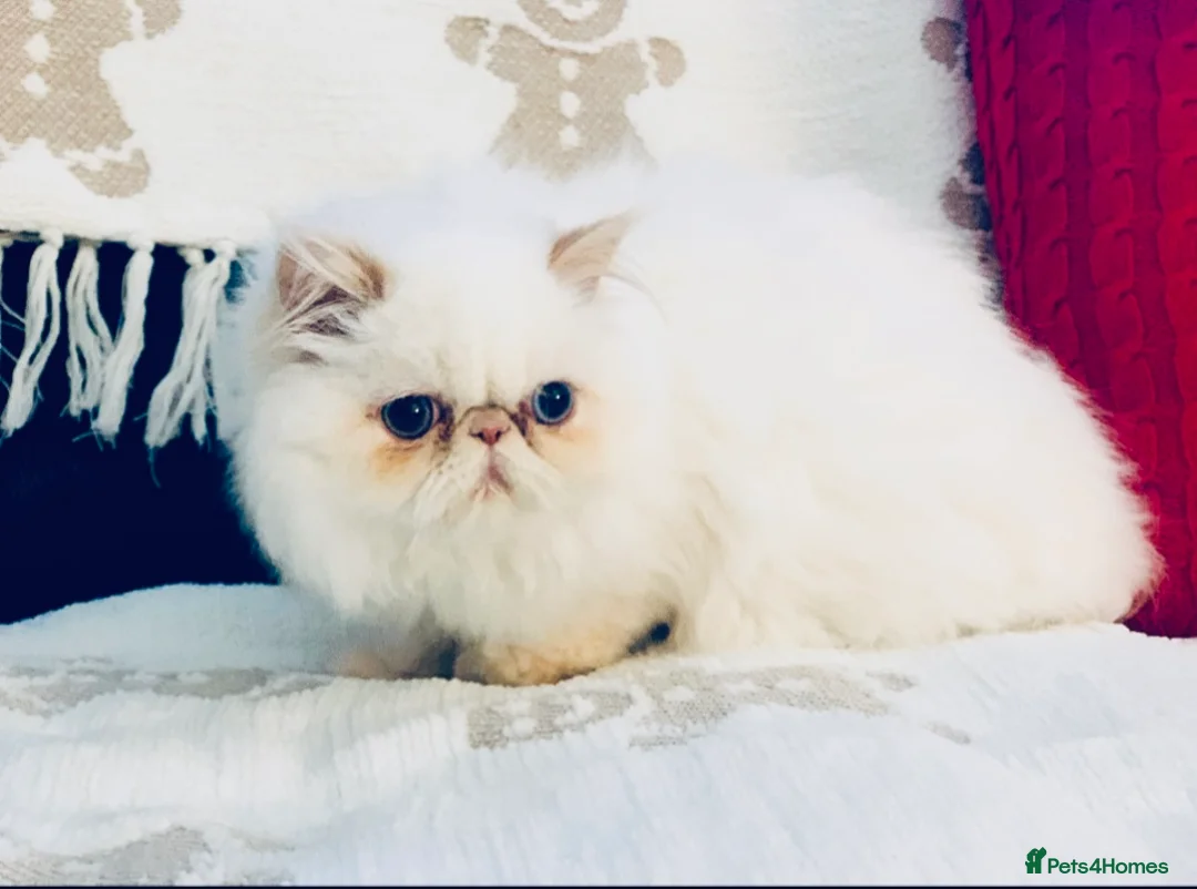 Persian cats for sale: Persian long and thick hair 5mo boy  - Advert 14