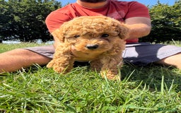 Toy Poodle dogs for sale: Miniature toy poodles - Image 4