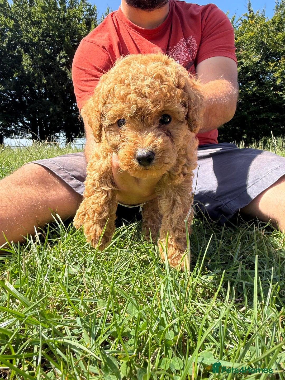 Toy Poodle dogs for sale: Miniature toy poodles - Image 4