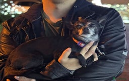 Chihuahua dogs for sale: FREE - Loving Chihuahua looking for home - Image 1