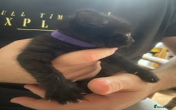 Mixed Breed cats for sale: 9 beautiful kittens  - Image 19