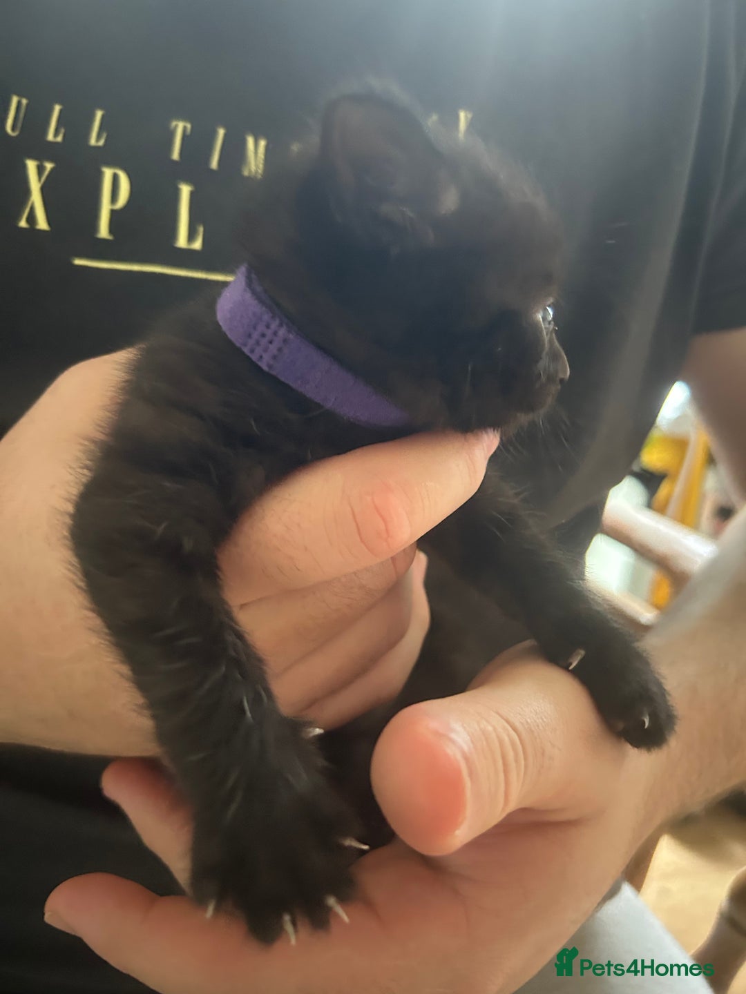 Mixed Breed cats for sale: 9 beautiful kittens  - Image 19