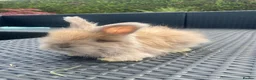 Angora rabbits for sale: Pure bred Angora bunnies £185 - Advert 5