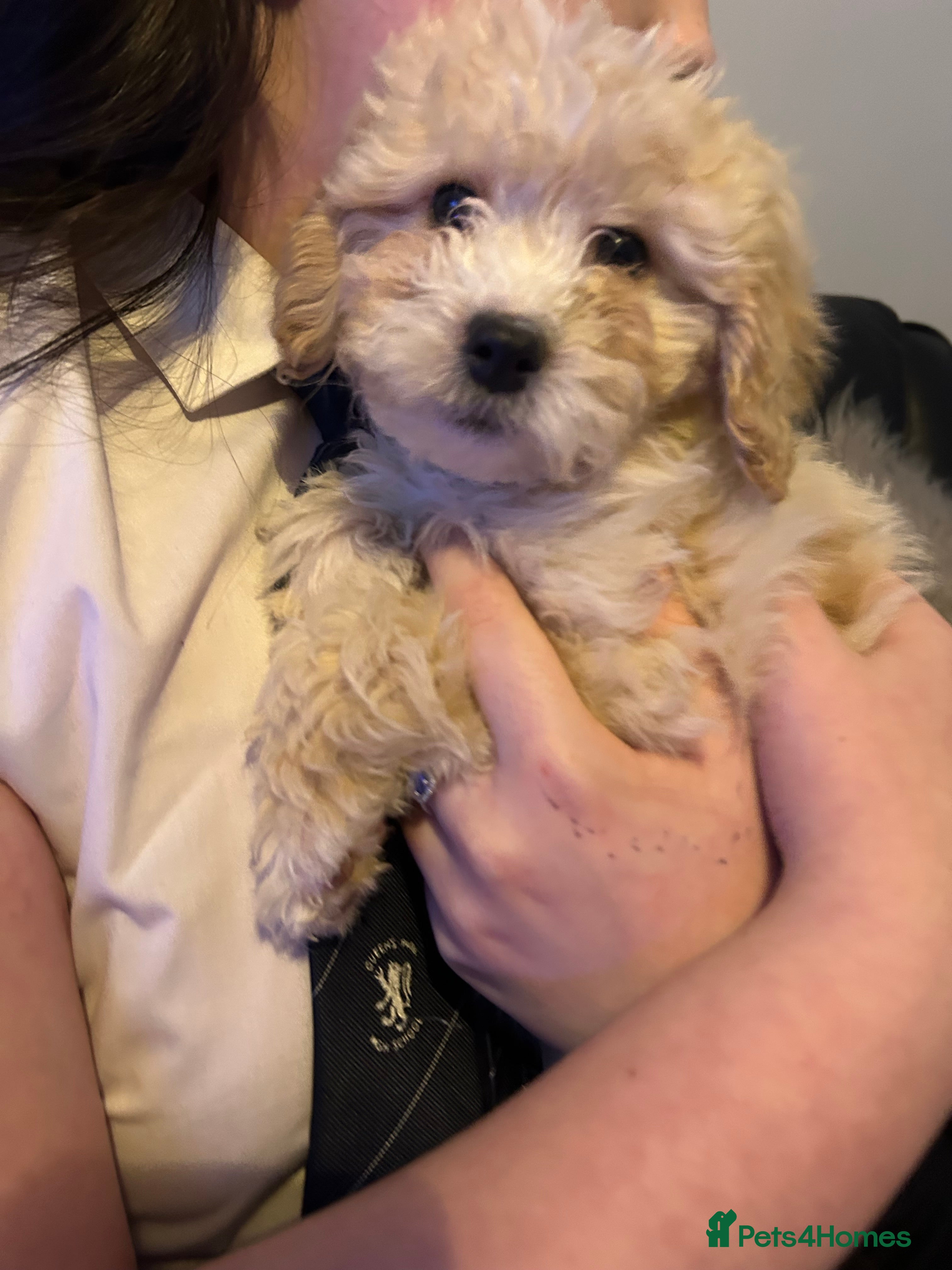 Cavapoo dogs BEAUTIFUL TOY CAVAPOOS - Advert 1