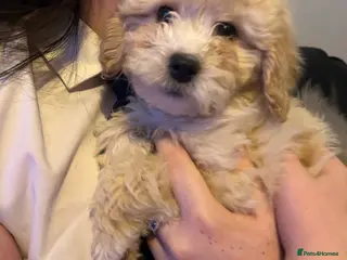 Cavapoo dogs BEAUTIFUL TOY CAVAPOOS - Advert 1