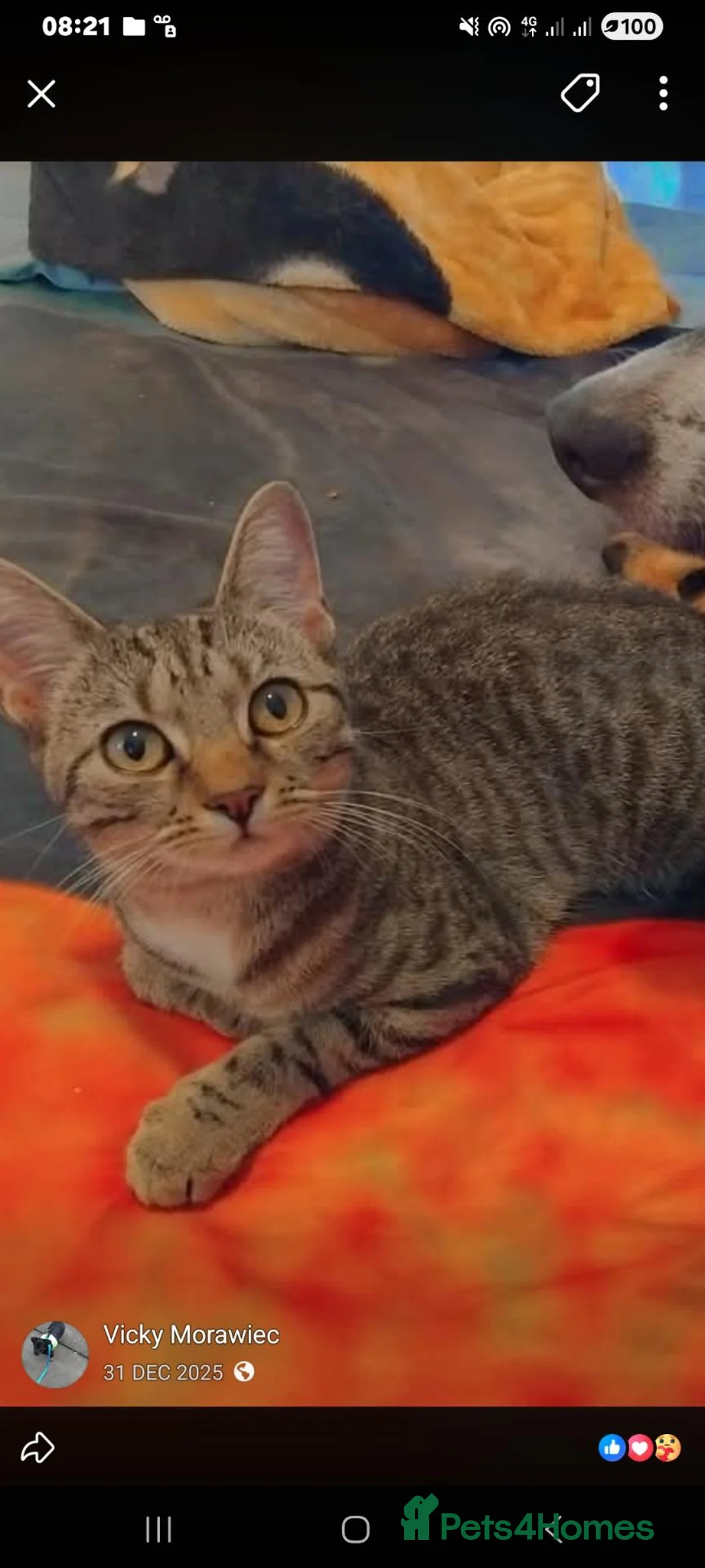 British Shorthair cats for sale: Kittens  - Advert 1