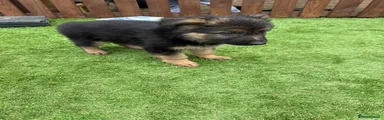 German Shepherd Puppy 1
