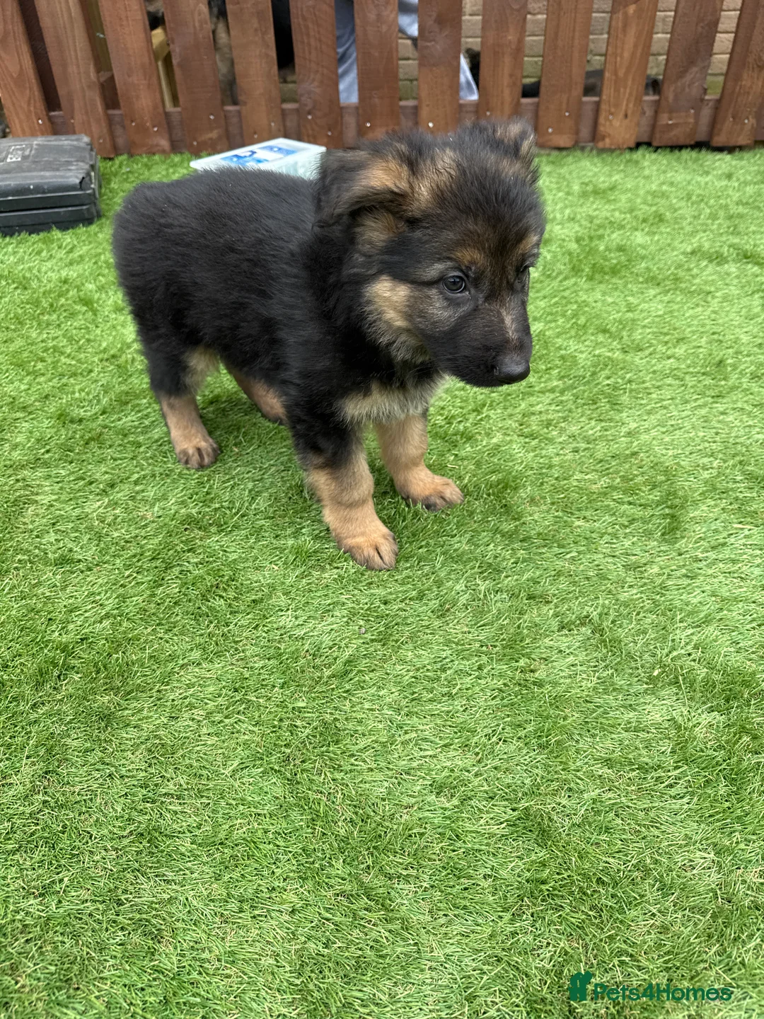 German Shepherd dogs for sale: German shepherd pups  in Frome - Advert 6