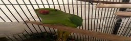 Ringnecks birds for sale: Green Ringneck for sale - Advert 3