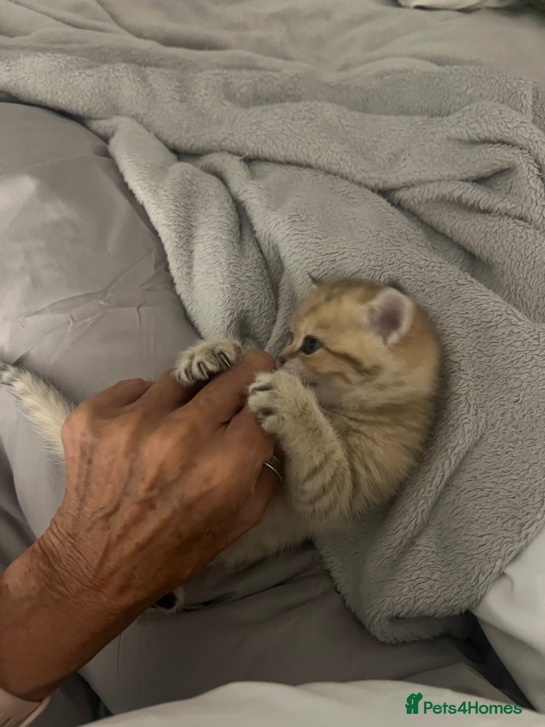 British Shorthair cats for sale: Two golden British Shorthair females - Advert 16