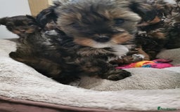 Shorkie dogs for sale: Adorable Biewer-Shih Tzu Cross Puppies  - Advert 6