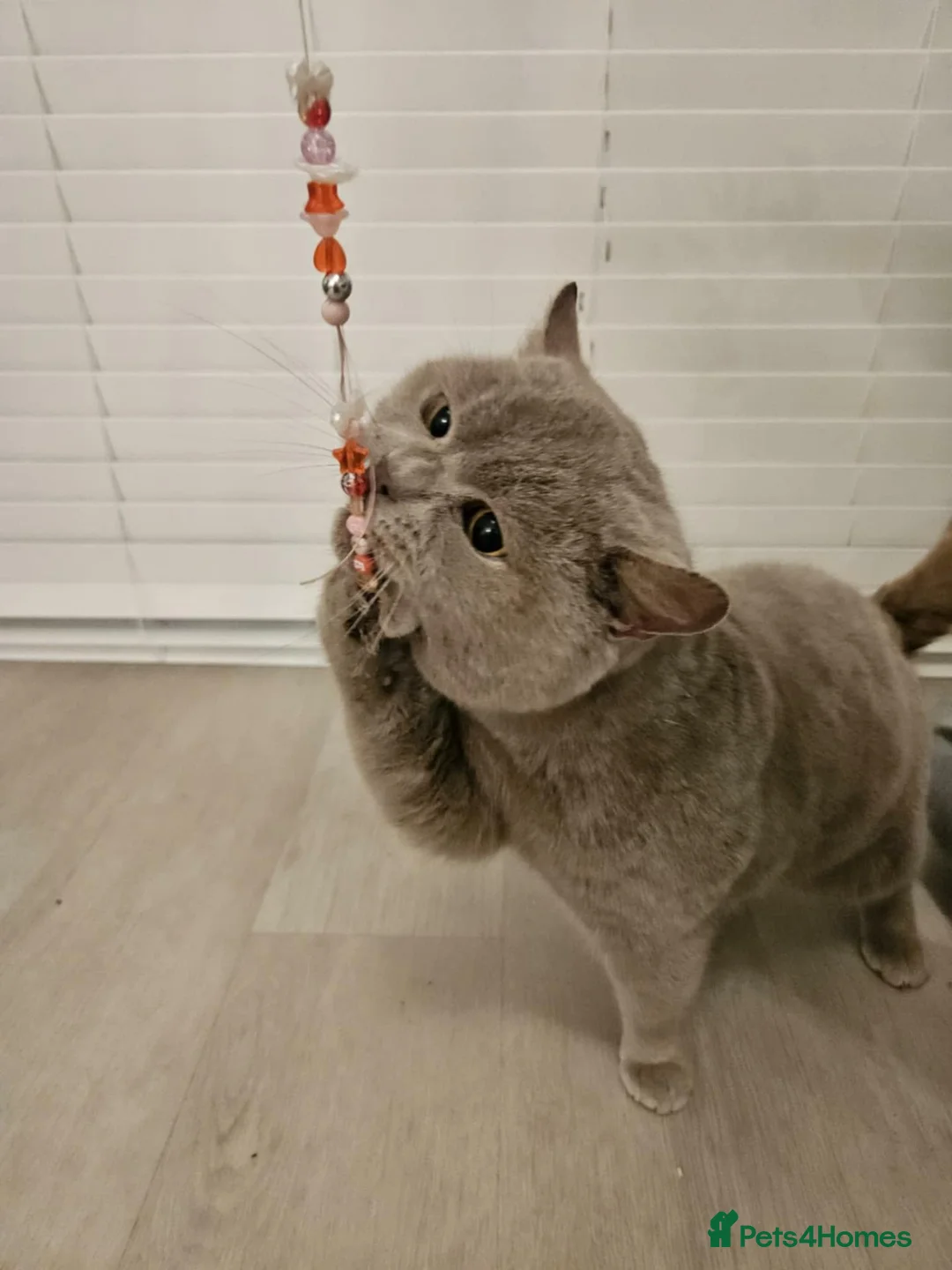 British Shorthair cats for sale: British shorthair active male for sale  - Advert 3