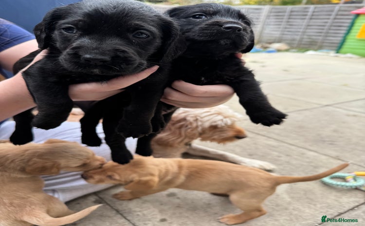 Mixed Breed dogs - Advert 14