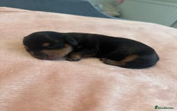 Miniature Dachshund dogs for sale: Miniature daschunds   - Image 12