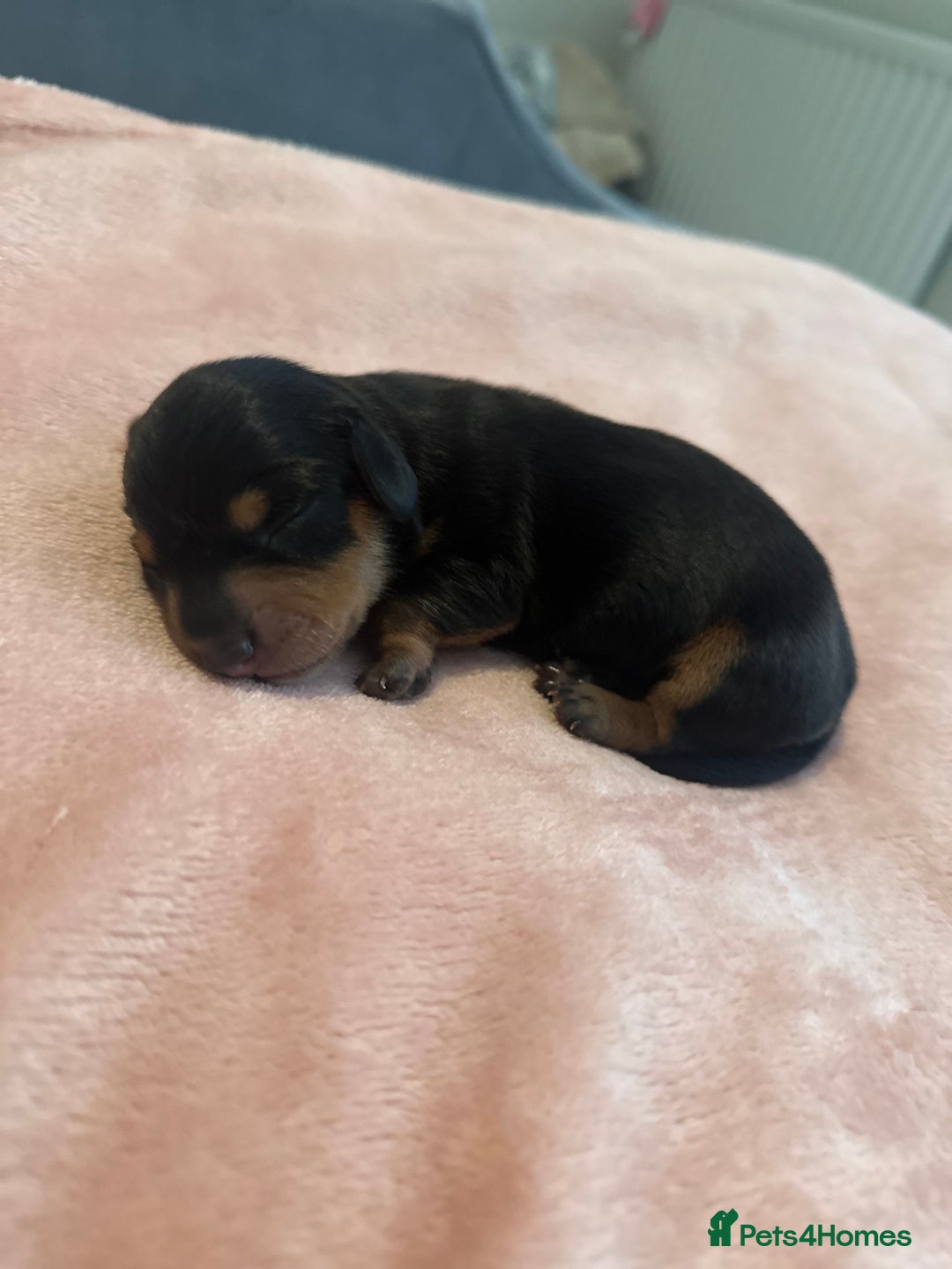 Miniature Dachshund dogs for sale: Miniature daschunds   - Image 12