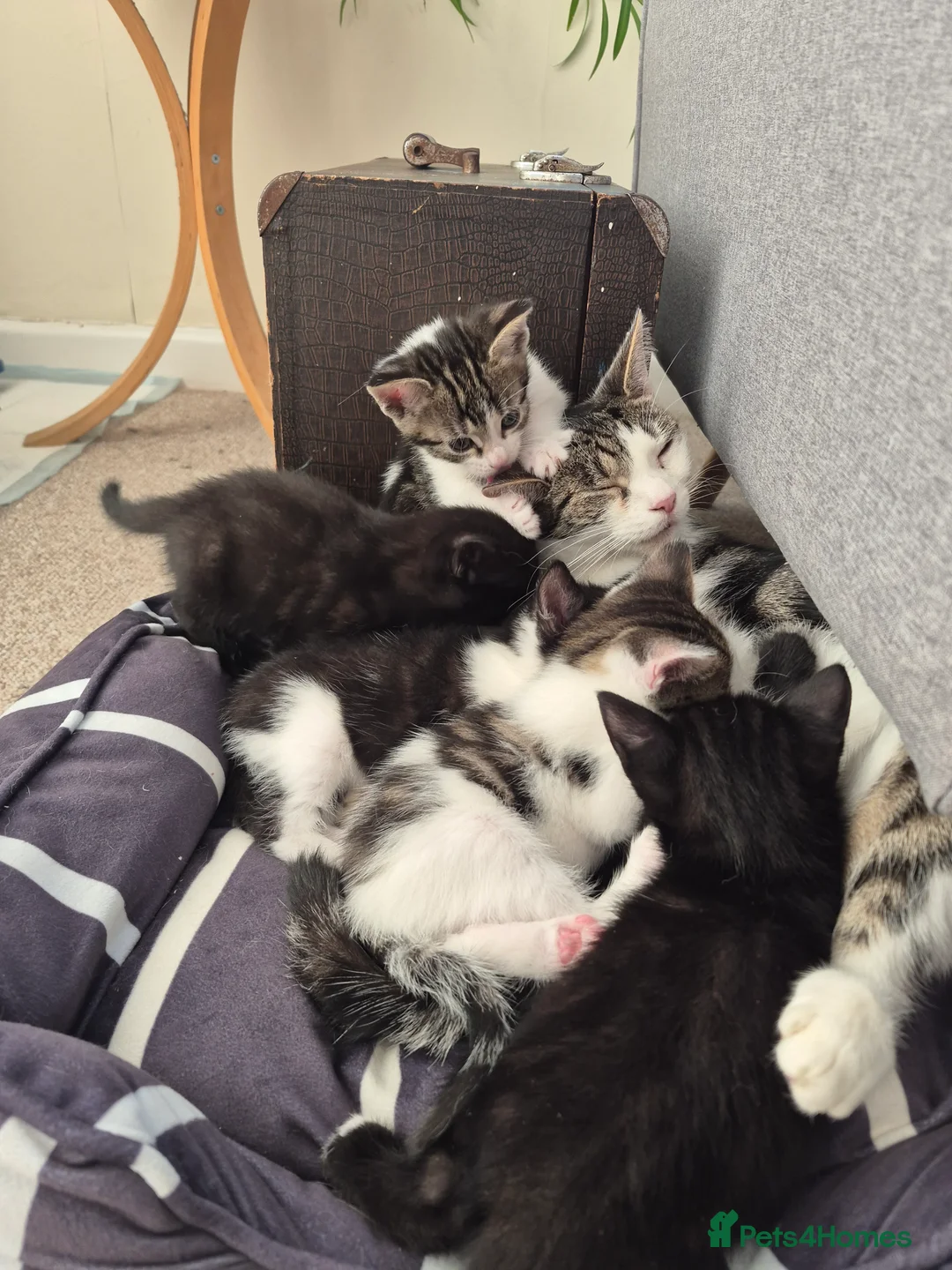 Mixed Breed cats for sale: Kittens  - Advert 6