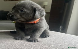 Labrador Retriever dogs for sale: Stunning litter of Silver & Charcoal Lab pups  - Image 1