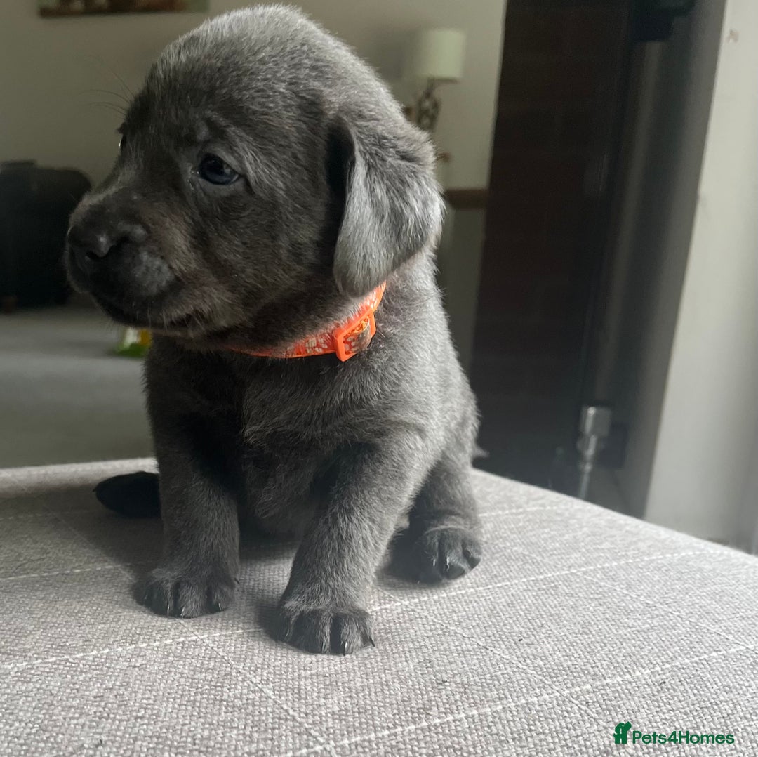Labrador Retriever dogs for sale: Stunning litter of Silver & Charcoal Lab pups  - Image 1