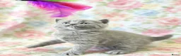 British Shorthair cats for sale: British shorthair tabby chocolate and blue girls - Advert 1